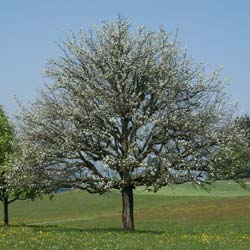 Poirier commun, Poirier sauvage / Pyrus communis